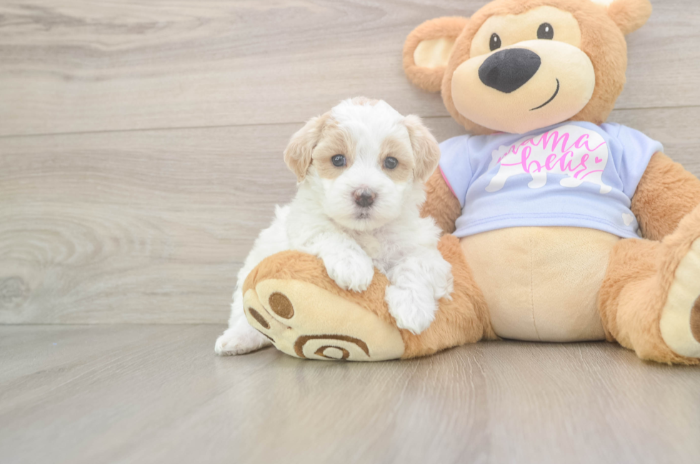 5 week old Maltipoo Puppy For Sale - Puppy Love PR