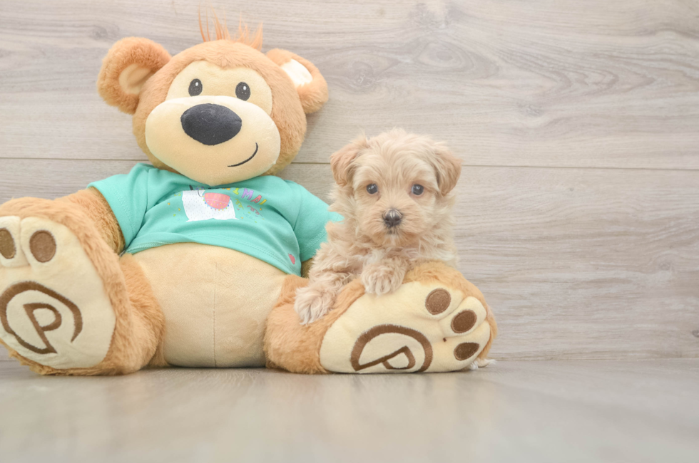 6 week old Maltipoo Puppy For Sale - Puppy Love PR