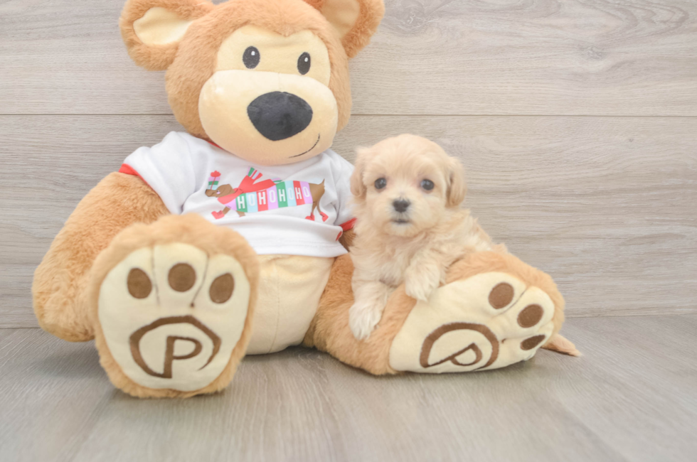 5 week old Maltipoo Puppy For Sale - Puppy Love PR