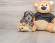 8 week old Maltipoo Puppy For Sale - Puppy Love PR