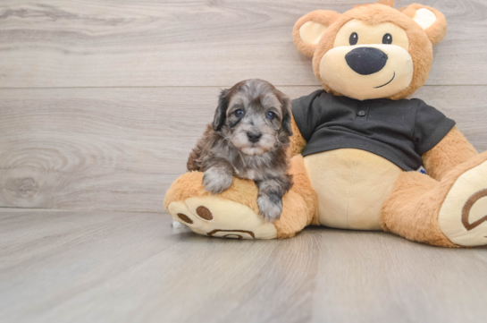 Small Maltipoo Baby