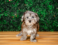 10 week old Maltipoo Puppy For Sale - Puppy Love PR