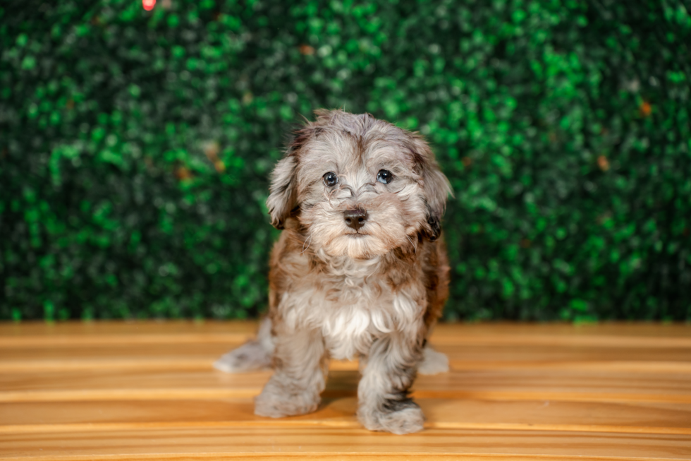 Maltipoo Pup Being Cute