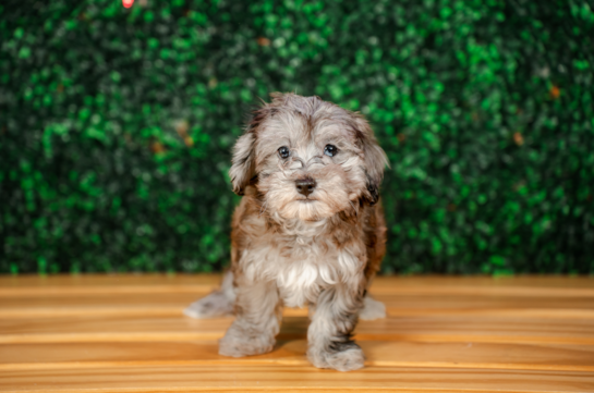 Maltipoo Pup Being Cute
