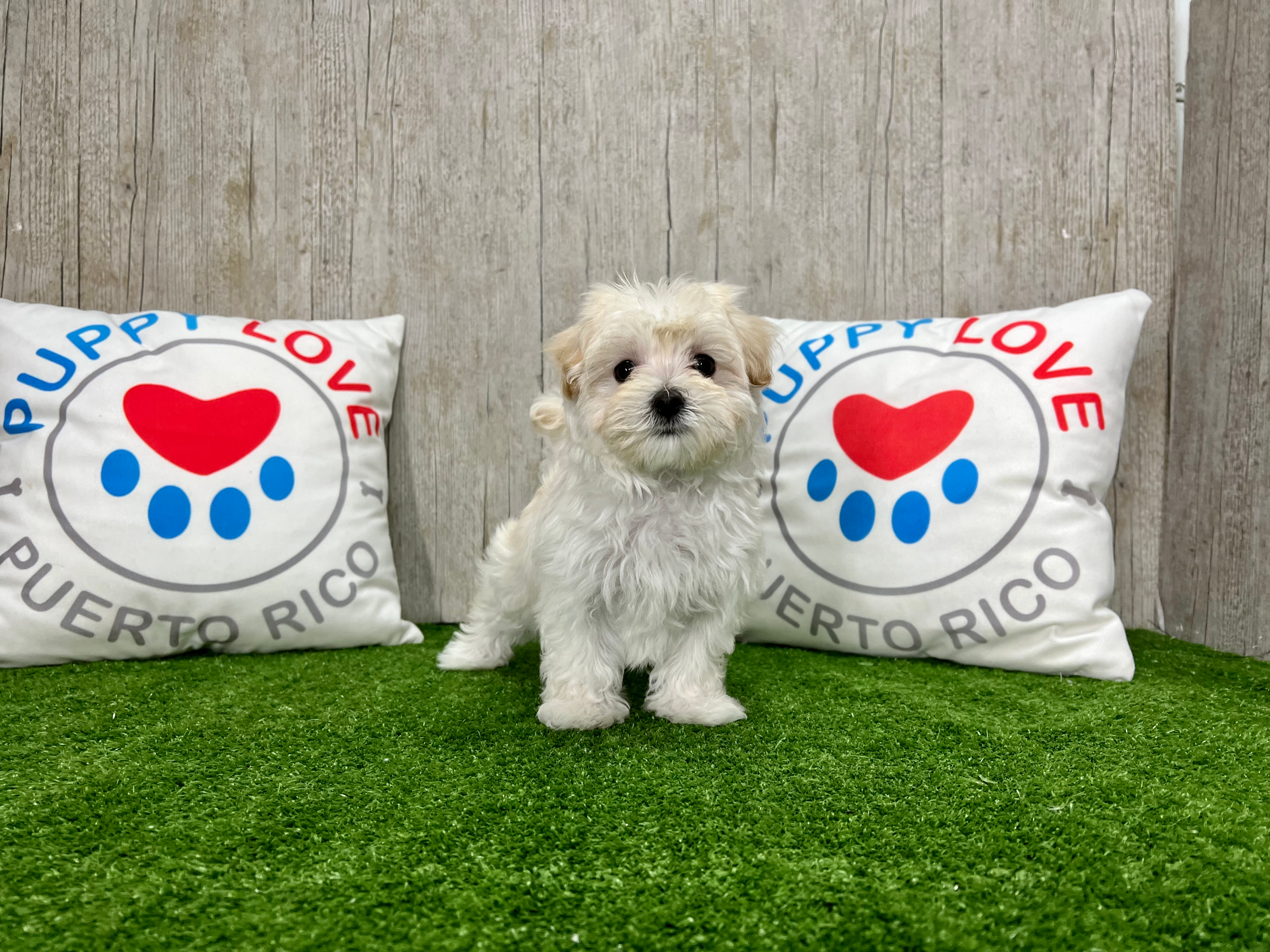 Cute Maltese Poodle Poodle Mix Puppy