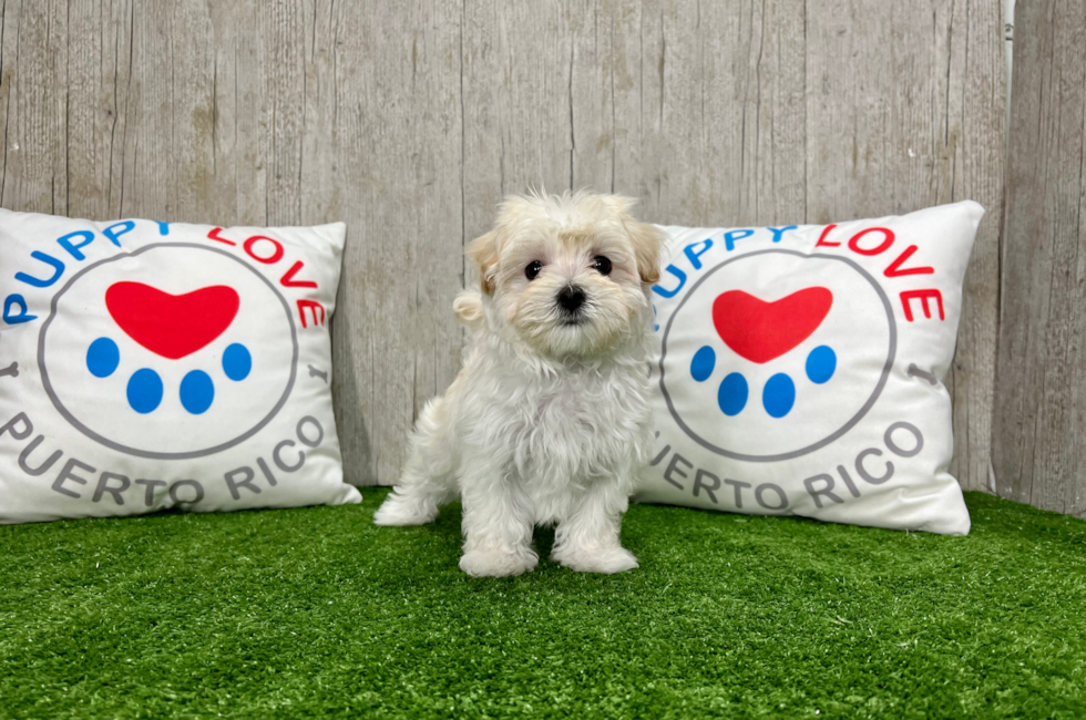 14 week old Maltipoo Puppy For Sale - Puppy Love PR