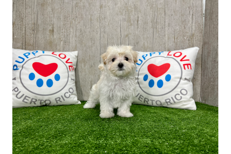 Meet Diane - our Maltipoo Puppy Photo 1/4 - Puppy Love PR Cute Maltese Poodle Poodle Mix Puppy