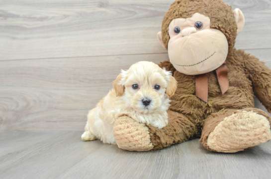 Small Maltipoo Baby