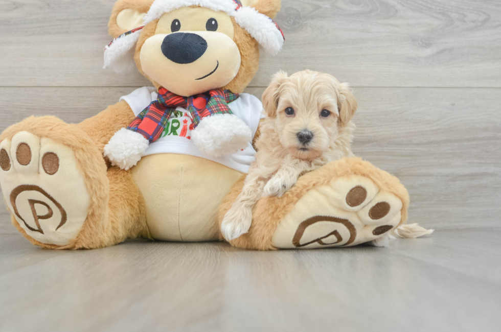 5 week old Maltipoo Puppy For Sale - Puppy Love PR