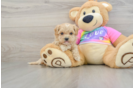 Maltipoo Pup Being Cute