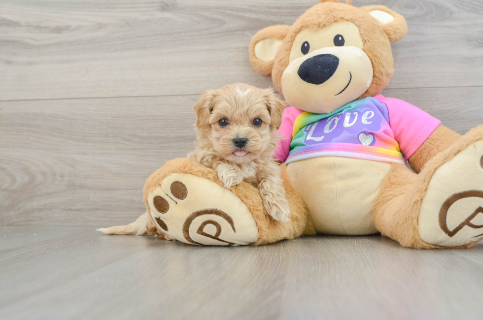 6 week old Maltipoo Puppy For Sale - Puppy Love PR