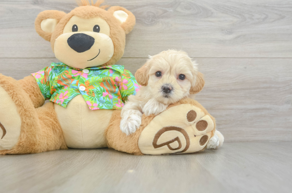 7 week old Maltipoo Puppy For Sale - Puppy Love PR