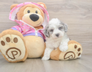 7 week old Maltipoo Puppy For Sale - Puppy Love PR