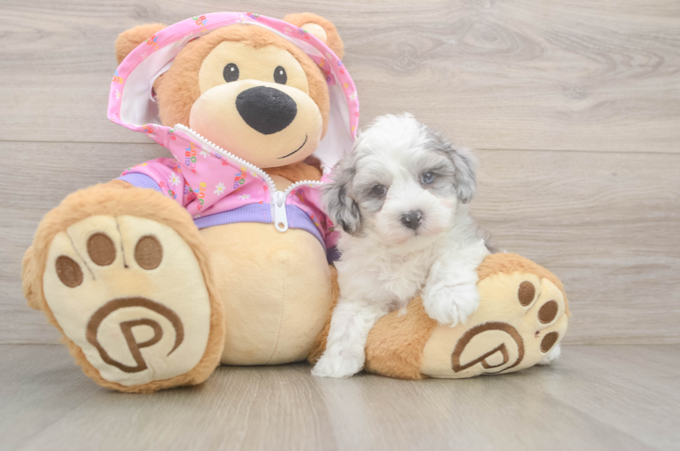 6 week old Maltipoo Puppy For Sale - Puppy Love PR