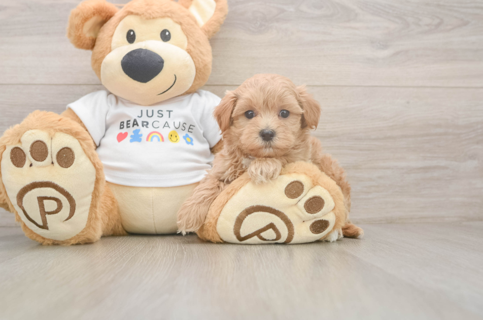 6 week old Maltipoo Puppy For Sale - Puppy Love PR