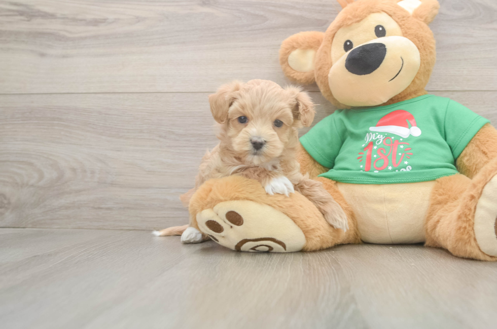 5 week old Maltipoo Puppy For Sale - Puppy Love PR