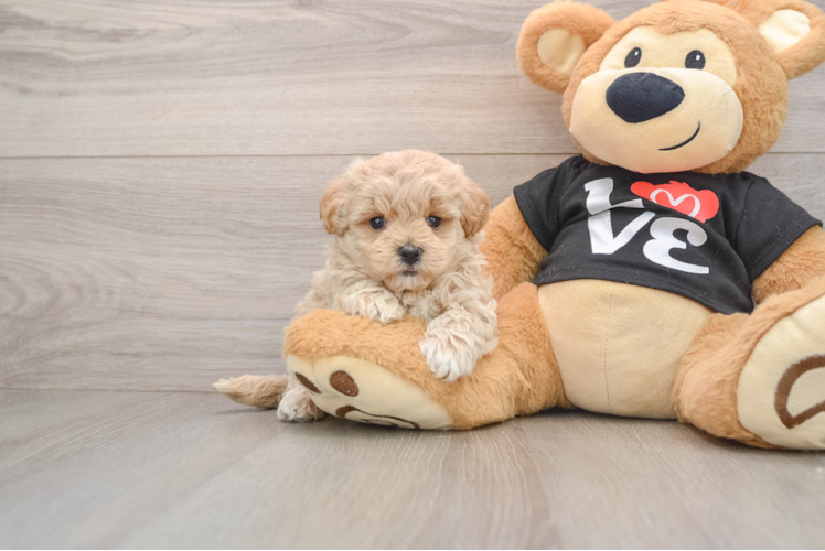 Maltipoo Pup Being Cute