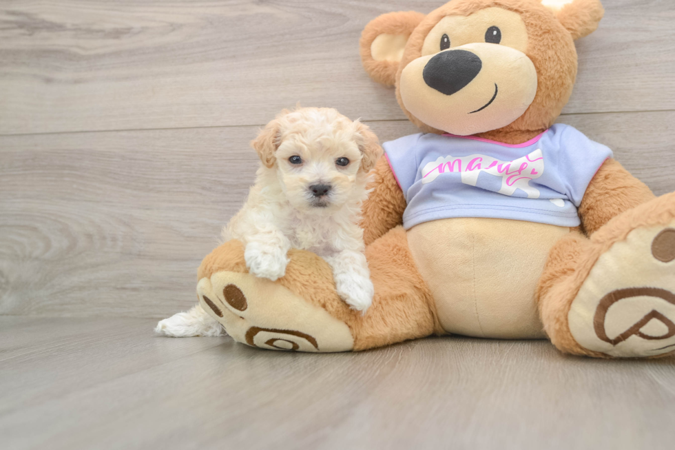 Hypoallergenic Multipoo Poodle Mix Puppy
