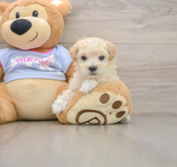 6 week old Maltipoo Puppy For Sale - Puppy Love PR