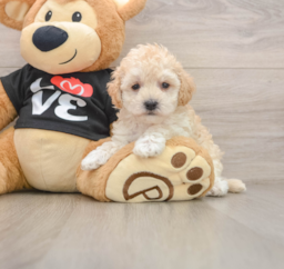 8 week old Maltipoo Puppy For Sale - Puppy Love PR