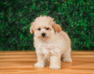 11 week old Maltipoo Puppy For Sale - Puppy Love PR