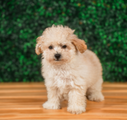 10 week old Maltipoo Puppy For Sale - Puppy Love PR