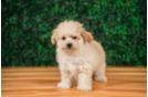 Best Maltipoo Baby