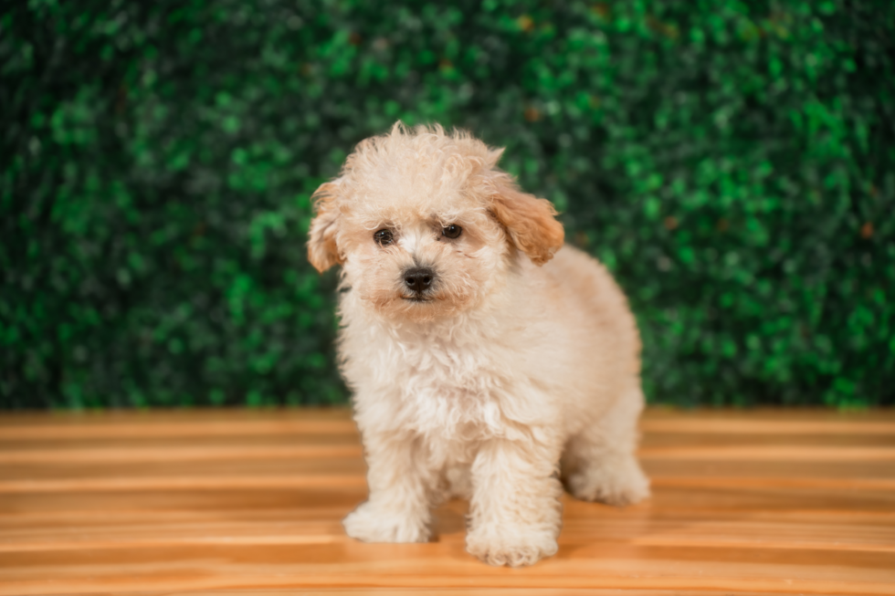 Best Maltipoo Baby