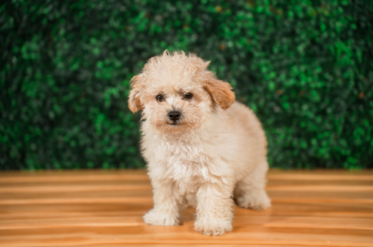 Best Maltipoo Baby