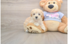 Hypoallergenic Maltidoodle Poodle Mix Puppy