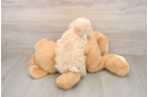 Smart Maltipoo Poodle Mix Pup
