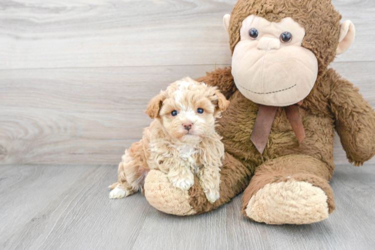 Meet Easton - our Maltipoo Puppy Photo 1/3 - Puppy Love PR Cute Maltipoo Baby