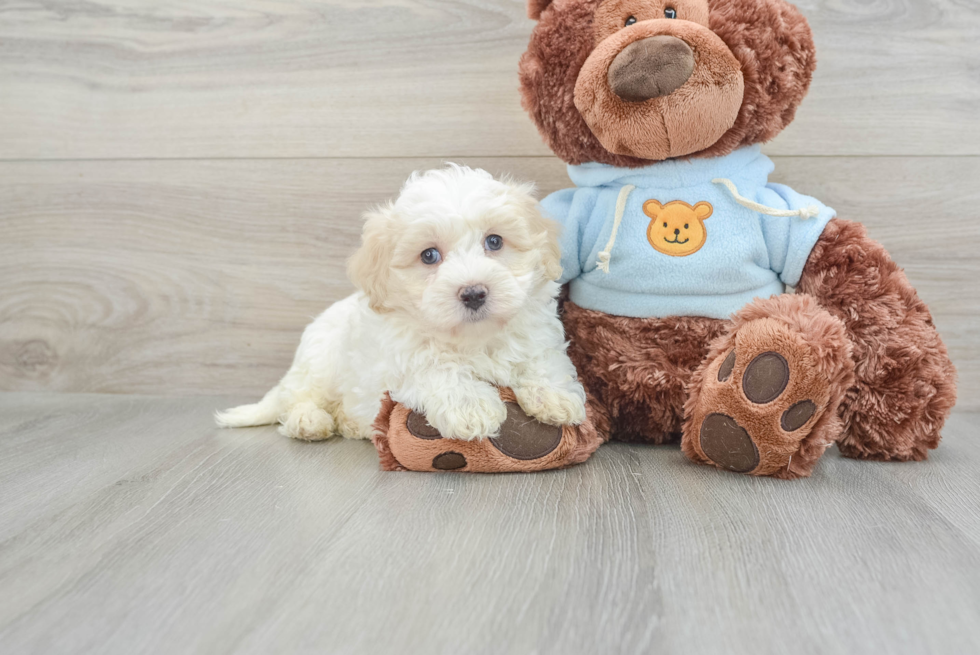 Small Maltipoo Baby