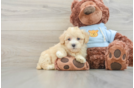 Cute Maltipoo Baby