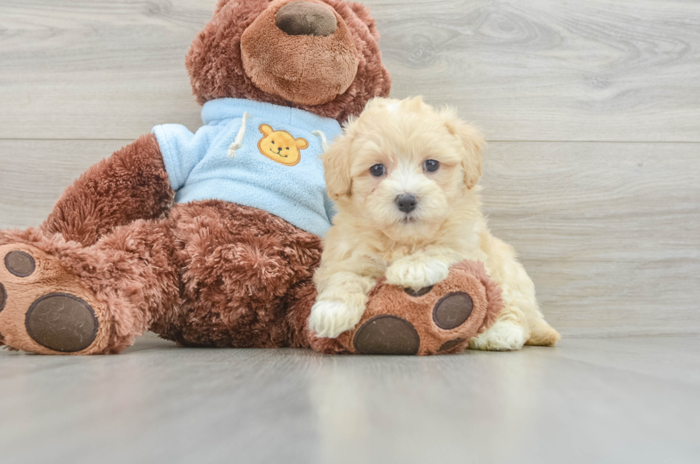 7 week old Maltipoo Puppy For Sale - Puppy Love PR