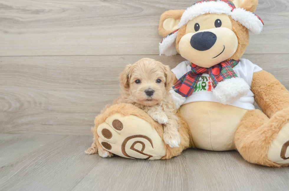 5 week old Maltipoo Puppy For Sale - Puppy Love PR