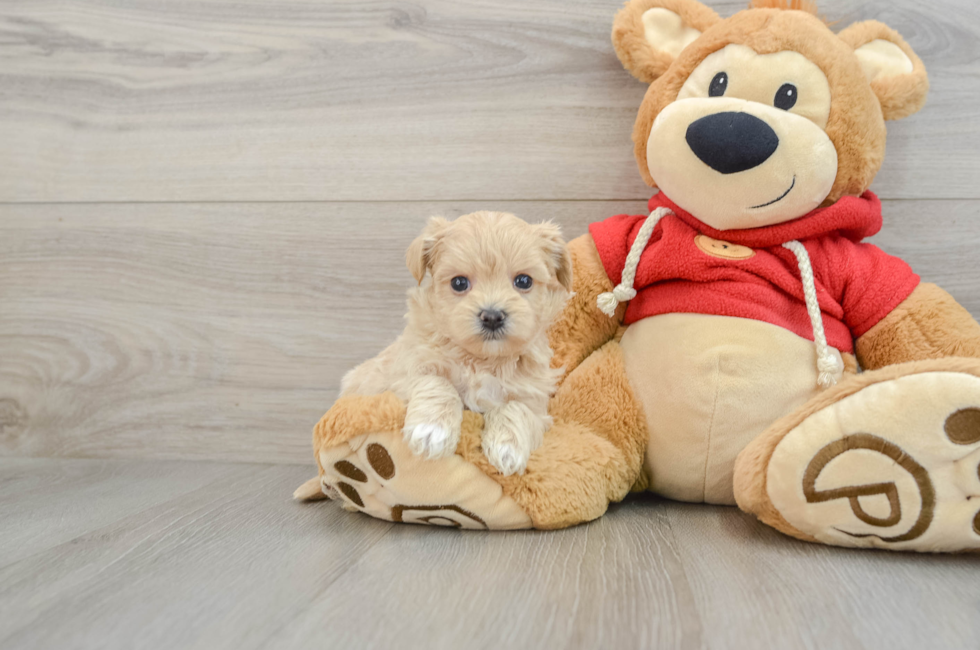 6 week old Maltipoo Puppy For Sale - Puppy Love PR