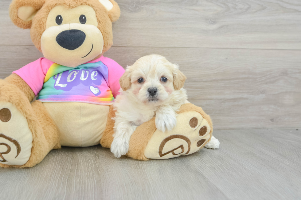 6 week old Maltipoo Puppy For Sale - Puppy Love PR