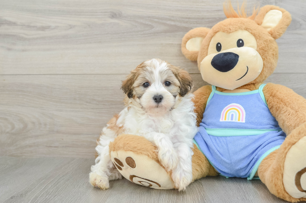 6 week old Maltipoo Puppy For Sale - Puppy Love PR