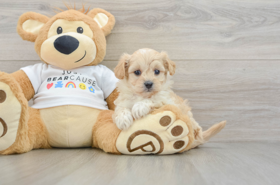 6 week old Maltipoo Puppy For Sale - Puppy Love PR