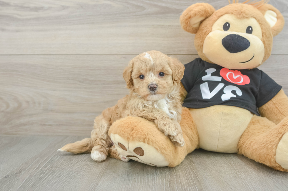5 week old Maltipoo Puppy For Sale - Puppy Love PR