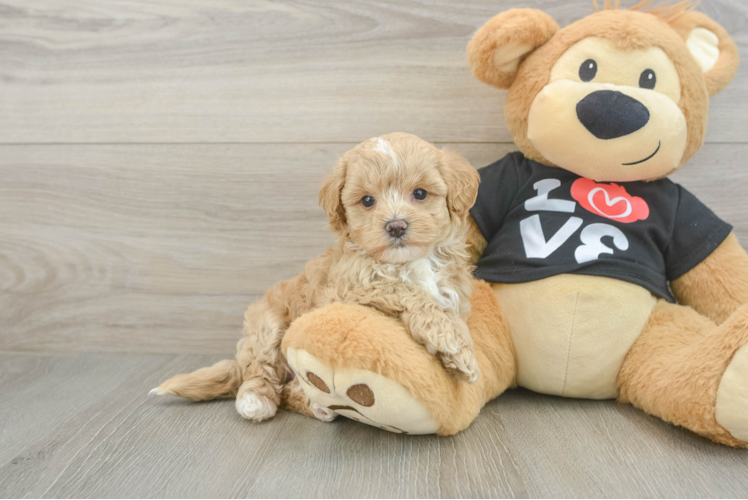 Meet Edwin - our Maltipoo Puppy Photo 1/3 - Puppy Love PR Small Maltipoo Baby