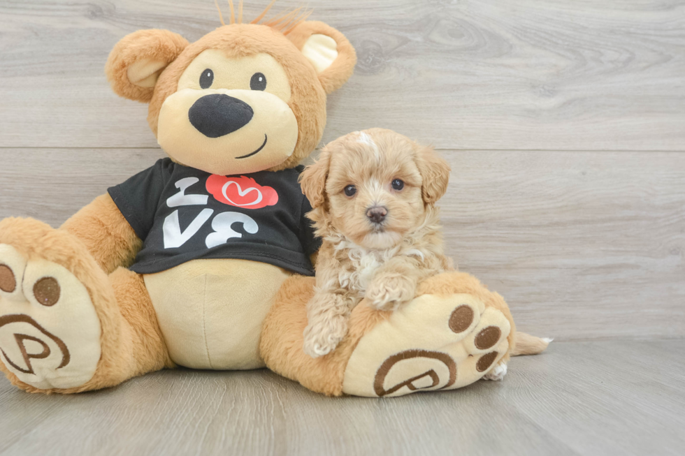 Best Maltipoo Baby