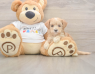8 week old Maltipoo Puppy For Sale - Puppy Love PR