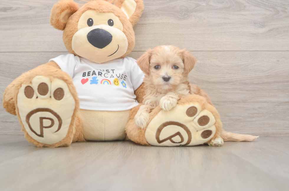 6 week old Maltipoo Puppy For Sale - Puppy Love PR
