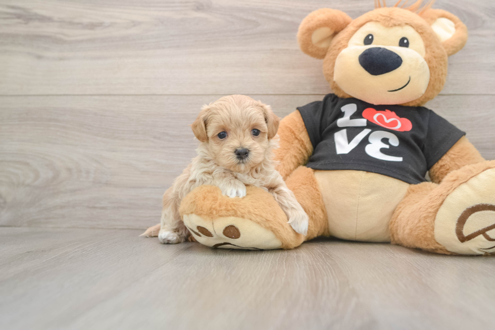 Maltipoo Puppy for Adoption