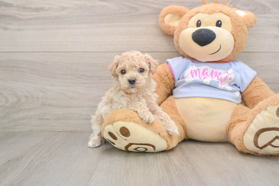Maltipoo Puppy for Adoption