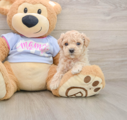 7 week old Maltipoo Puppy For Sale - Puppy Love PR