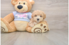 Maltipoo Pup Being Cute
