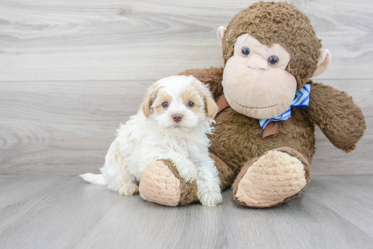 Meet Edwin - our Maltipoo Puppy Photo 1/3 - Puppy Love PR Best Maltipoo Baby